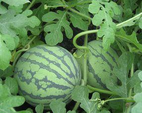 孕妇可以吃飘瓜,孕妇健康饮食新选择