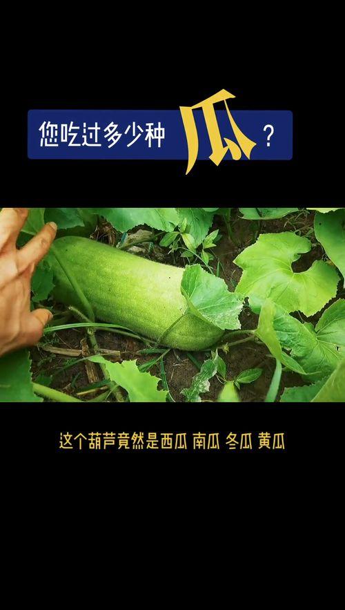 吃瓜的田园诗歌